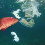 How to Choose the Right First Aid Tips for Fish in the UK
