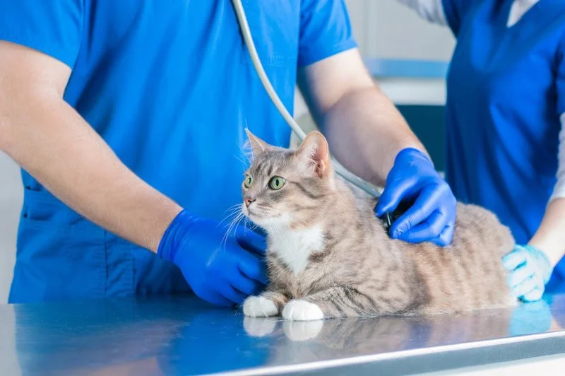 Complete Guide to Preventive Care for Cats: Ensuring a Healthy Life for Your Feline Friend