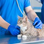 Complete Guide to Preventive Care for Cats: Ensuring a Healthy Life for Your Feline Friend