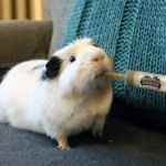 UK Pet Owner’s Guide to Preventive Care for Guinea Pigs