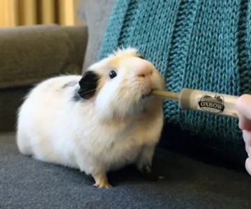 UK Pet Owner’s Guide to Preventive Care for Guinea Pigs