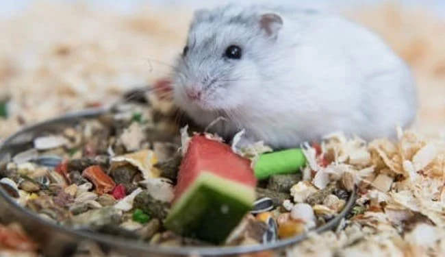 Complete Guide to Nutrition Tips for Hamsters: What Your Pet Needs to Stay Healthy