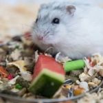 Complete Guide to Nutrition Tips for Hamsters: What Your Pet Needs to Stay Healthy