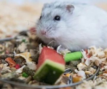 Complete Guide to Nutrition Tips for Hamsters: What Your Pet Needs to Stay Healthy