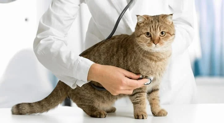 Expert Vet Advice on Preventive Care for Cats