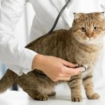 Expert Vet Advice on Preventive Care for Cats