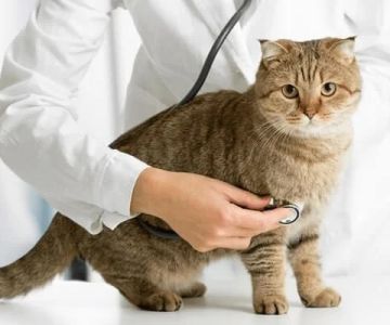 Expert Vet Advice on Preventive Care for Cats