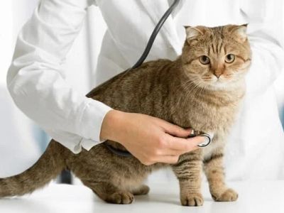Expert Vet Advice on Preventive Care for Cats
