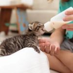 Mental Health Tips for Kittens: What UK Pet Owners Need to Know