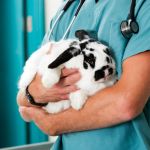 How to Improve Rabbit's Emergency Vet Advice at Home