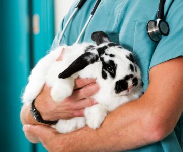 How to Improve Rabbit's Emergency Vet Advice at Home