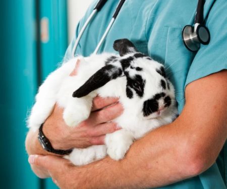 How to Improve Rabbit's Emergency Vet Advice at Home