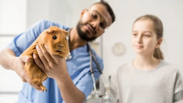 The Importance of Common Illnesses for Guinea Pigs – UK Edition | RegPets