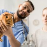 The Importance of Common Illnesses for Guinea Pigs – UK Edition | RegPets