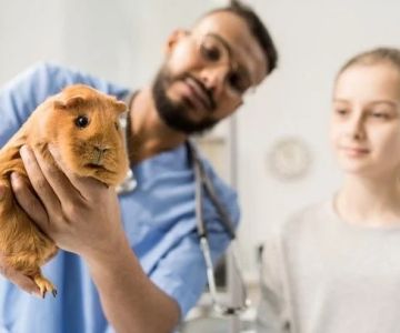 The Importance of Common Illnesses for Guinea Pigs – UK Edition | RegPets