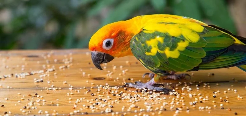 Nutrition Tips for Birds: What UK Pet Owners Need to Know