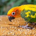 Nutrition Tips for Birds: What UK Pet Owners Need to Know