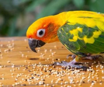 Nutrition Tips for Birds: What UK Pet Owners Need to Know
