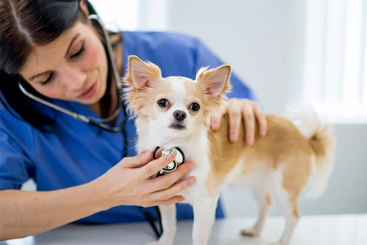 Expert Vet Advice on Health Checkups for Puppies