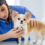 Expert Vet Advice on Health Checkups for Puppies