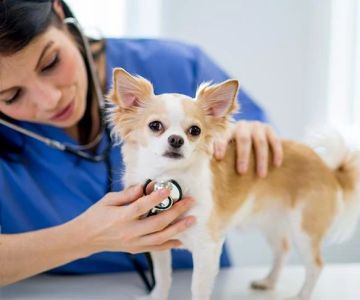 Expert Vet Advice on Health Checkups for Puppies