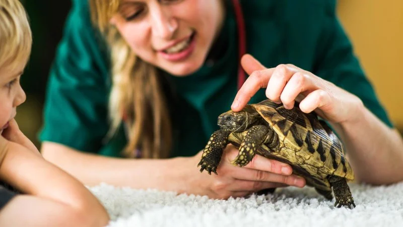 The Importance of Emergency Vet Advice for Reptiles in the UK