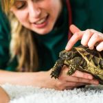 The Importance of Emergency Vet Advice for Reptiles in the UK