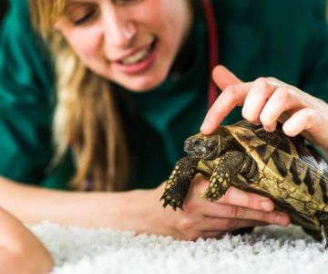 The Importance of Emergency Vet Advice for Reptiles in the UK