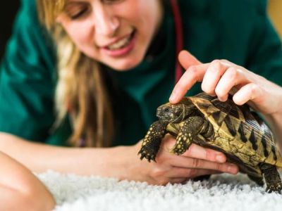 The Importance of Emergency Vet Advice for Reptiles in the UK