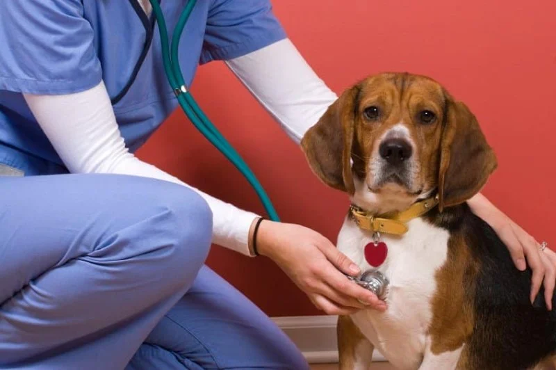 Best Practices for Preventive Care in Dogs