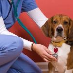 Best Practices for Preventive Care in Dogs