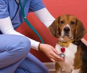 Best Practices for Preventive Care in Dogs