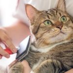 Expert Vet Advice on First Aid Tips for Cats: Essential Care When Your Cat Needs Help