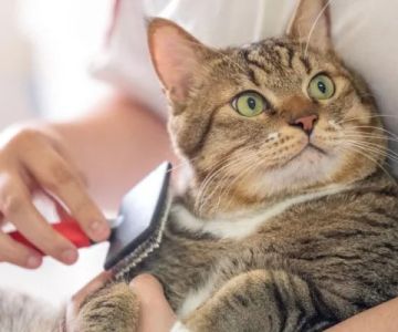 Expert Vet Advice on First Aid Tips for Cats: Essential Care When Your Cat Needs Help