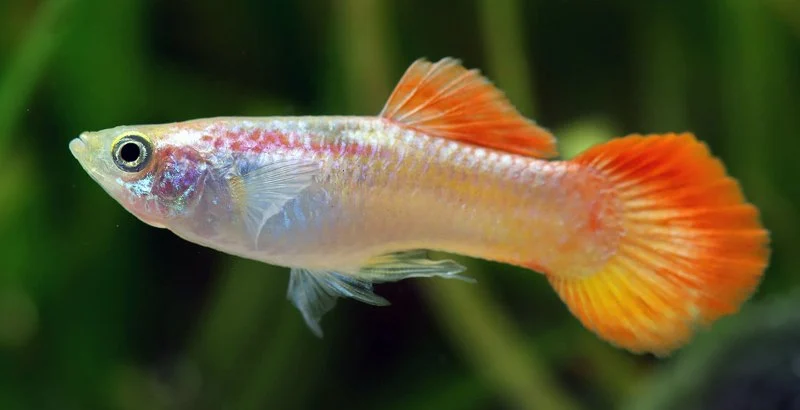 Best Practices for Dental Care in Fish: Tips for Healthy Aquatic Pets