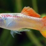 Best Practices for Dental Care in Fish: Tips for Healthy Aquatic Pets