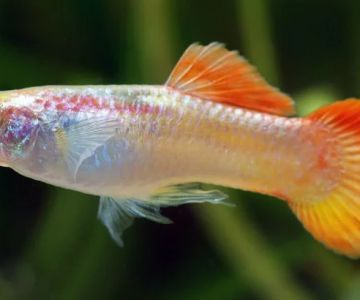 Best Practices for Dental Care in Fish: Tips for Healthy Aquatic Pets
