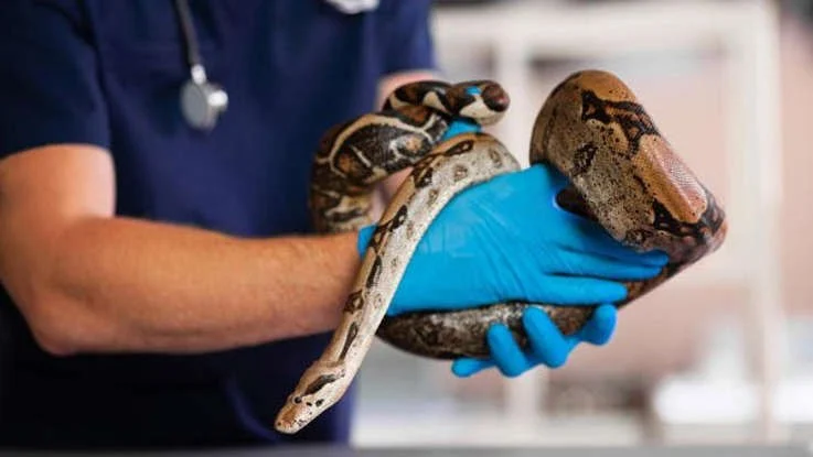 Preventive Care Explained: Keeping Your Exotic Pets Healthy in the UK