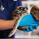 Preventive Care Explained: Keeping Your Exotic Pets Healthy in the UK