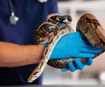 Preventive Care Explained: Keeping Your Exotic Pets Healthy in the UK