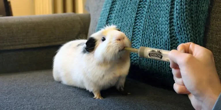 UK Pet Owner’s Guide to Common Illnesses for Guinea Pigs