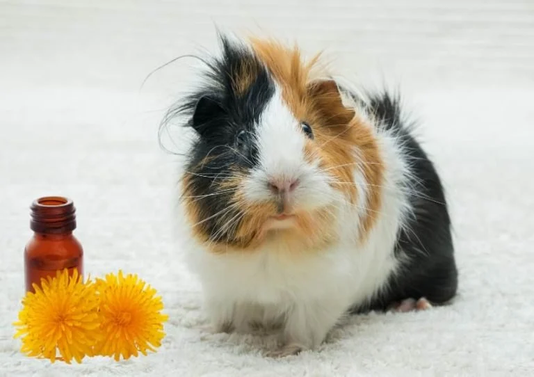 First Aid Tips for Guinea Pigs: What UK Pet Owners Need to Know