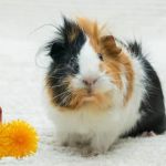First Aid Tips for Guinea Pigs: What UK Pet Owners Need to Know