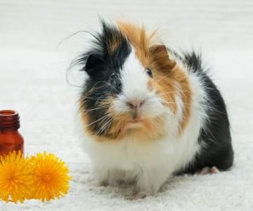 First Aid Tips for Guinea Pigs: What UK Pet Owners Need to Know