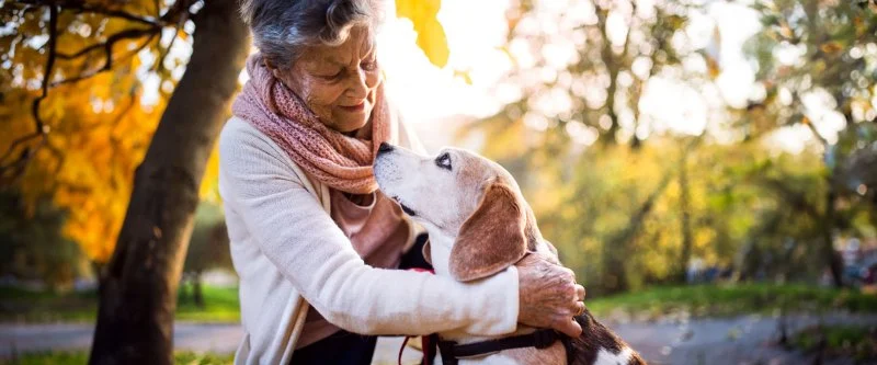 Travel Safety Explained: Keeping Your Senior Pets Healthy in the UK