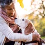 Travel Safety Explained: Keeping Your Senior Pets Healthy in the UK