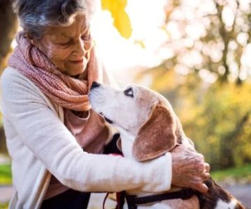 Travel Safety Explained: Keeping Your Senior Pets Healthy in the UK