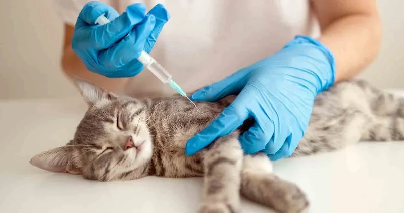 UK Pet Owner's Guide to Vaccination for Cats: What You Need to Know