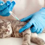 UK Pet Owner's Guide to Vaccination for Cats: What You Need to Know