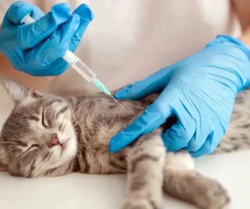 UK Pet Owner's Guide to Vaccination for Cats: What You Need to Know